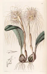 Bulbophyllum medusae
